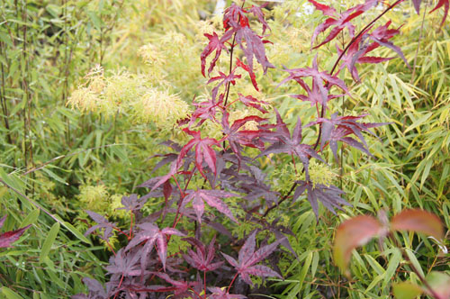 Acer palmatum 'Fireglow'