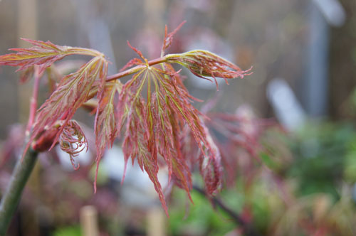Acer palmatum 'Garnet' Acer palmatum 'Garnet'