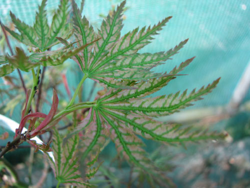 Acer palmatum 'Higasayama'