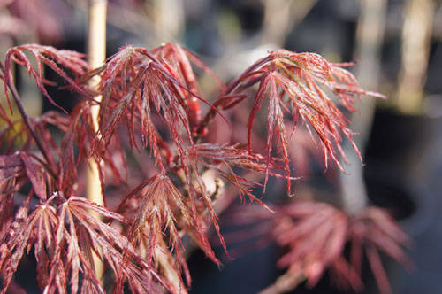 Acer palmatum 'Inaba-Shidare' Acer palmatum 'Inaba-Shidare'
