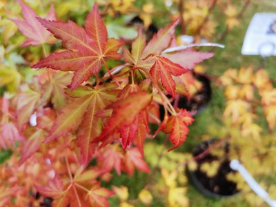 Acer palmatum 'Katsura'