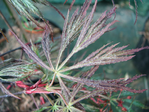 Acer palmatum 'Nigrum'