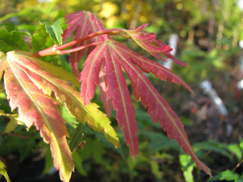 Acer palmatum 'Orange Dream'