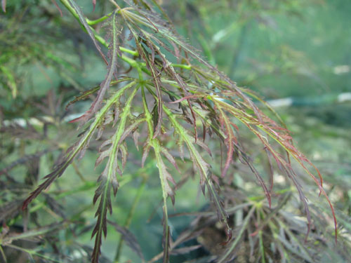 Acer palmatum 'Ornatum'