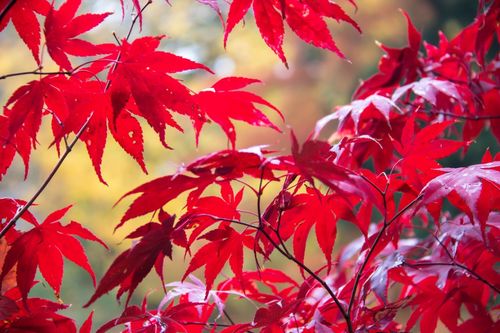 Acer palmatum 'Osakazuki'