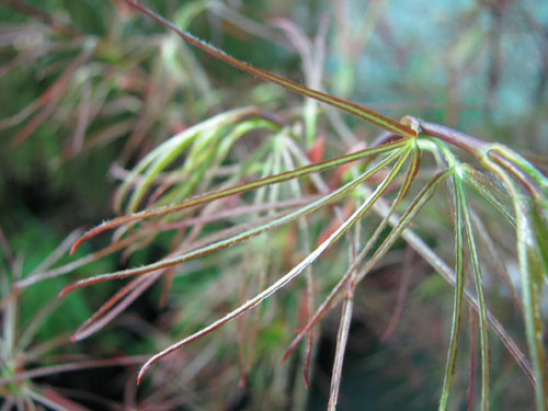 Acer palmatum 'Red Pygmy'