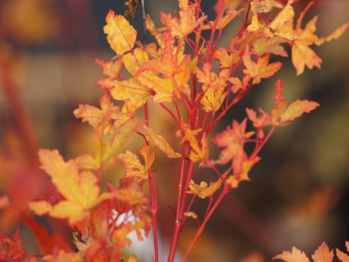 Acer palmatum 'Sango-kaku'