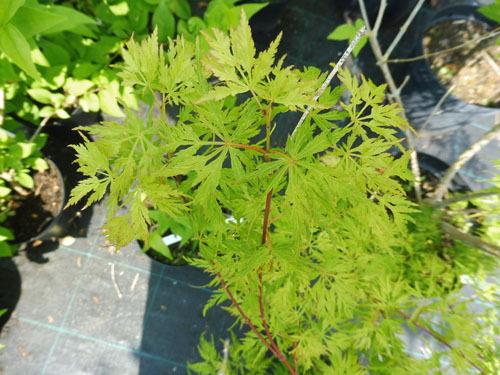 Acer palmatum 'Seiryu' Acer palmatum 'Seiryu'