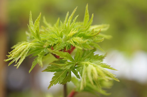 Acer palmatum 'Shishi Gashira'