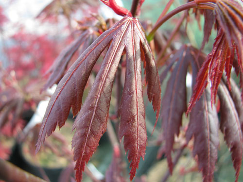 Acer palmatum 'Trompenburg'