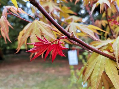 Acer palmatum 'Ueno Yama'