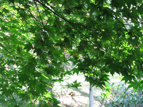 Acer palmatum var.coreanum