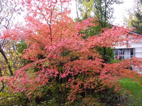 Acer palmatum