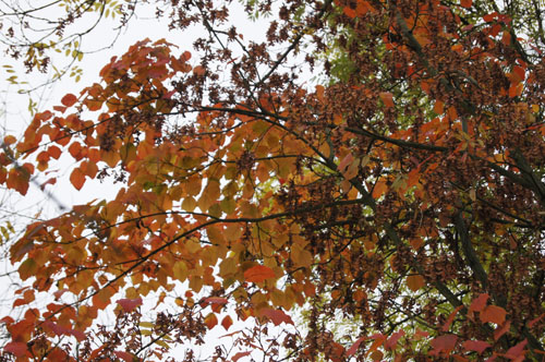 Acer pensylvanicum Acer pensylvanicum