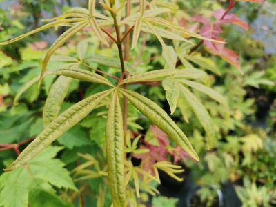 Acer pentaphyllum Acer pentaphyllum