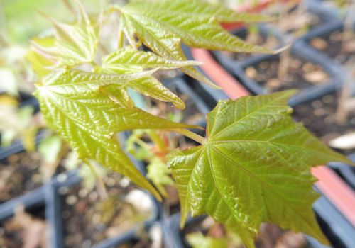 Acer pictum Acer pictum
