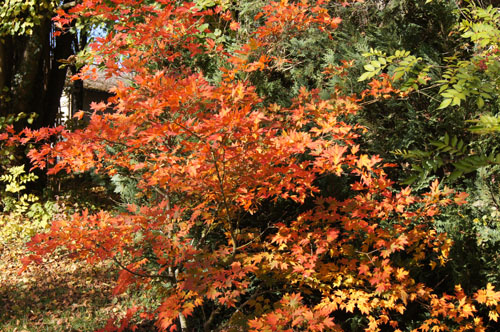 Acer pseudosieboldianum