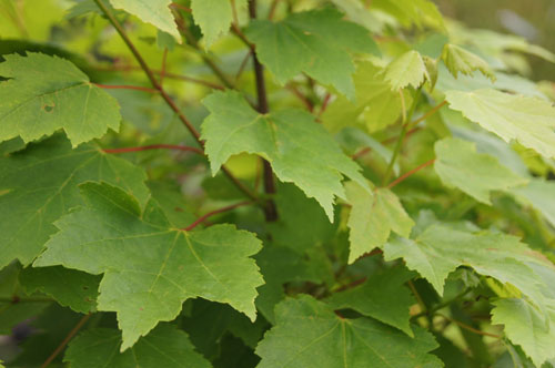 Acer rubrum 'Brandywine' Acer rubrum 'Brandywine'