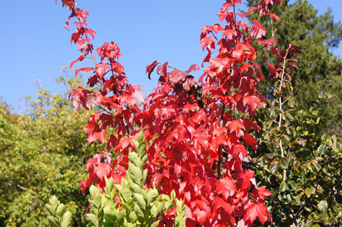 Acer rubrum 'October Glory' Acer rubrum 'October Glory'