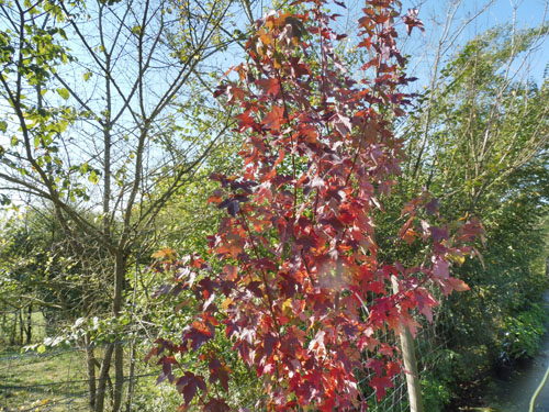 Acer rubrum 'Redpointe'