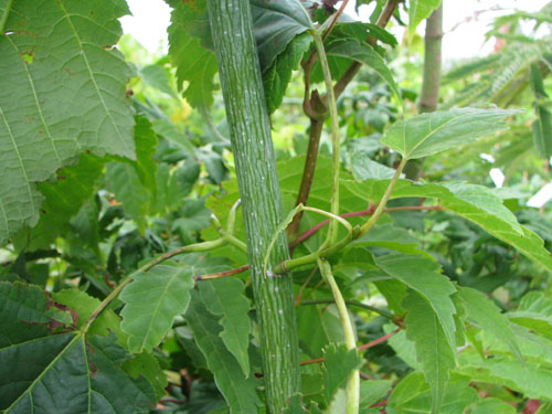 Acer rufinerve