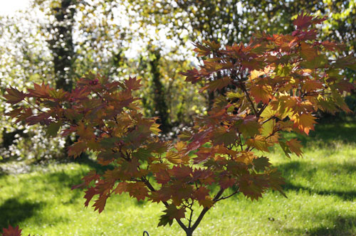 Acer shirasawanum 'Aureum' Acer shirasawanum 'Aureum'