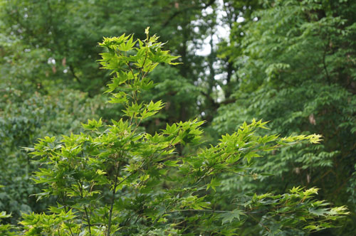 Acer sieboldianum Acer sieboldianum
