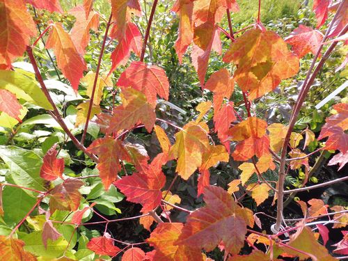 Acer stachyophyllum ssp. betulifolium Acer stachyophyllum ssp. betulifolium