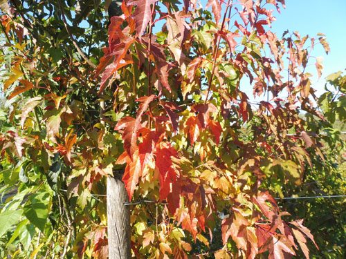 Acer tataricum ssp. ginnala Acer tataricum ssp. ginnala