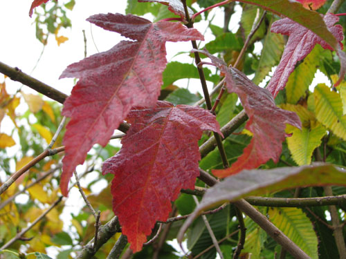 Acer tataricum