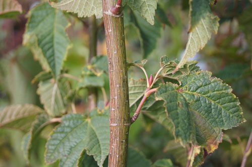 Acer tegmentosum