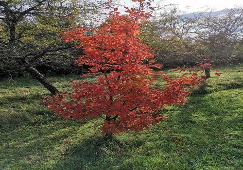 Acer triflorum Acer triflorum