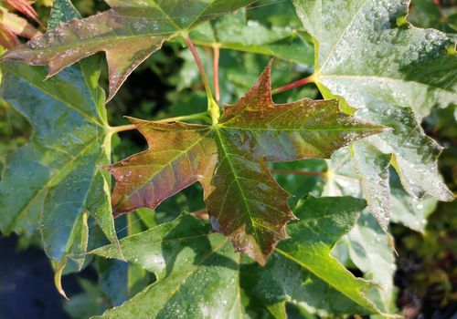 Acer truncatum Acer truncatum