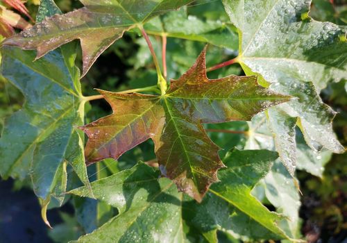 Acer truncatum