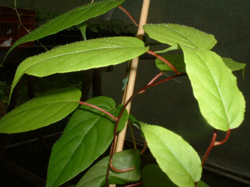 Actinidia arguta Actinidia arguta