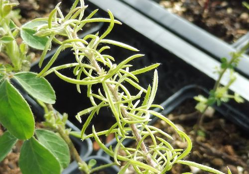 Adenocarpus decorticans
