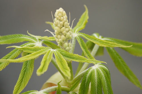 Aesculus flava 'Vestita'