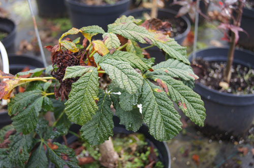 Aesculus hippocastanum 'Monstrosa'
