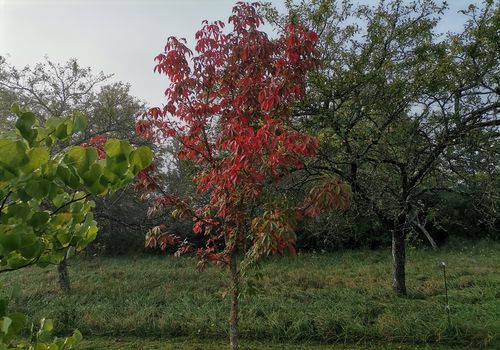Aesculus indica Aesculus indica