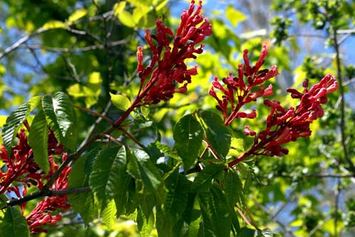 Aesculus pavia 'Atrosanguinea' Aesculus pavia 'Atrosanguinea'