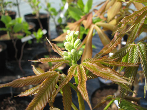 Aesculus x neglecta 'Autumn Fire'