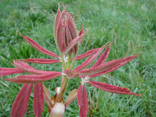 Aesculus x neglecta 'Erythroblastos'