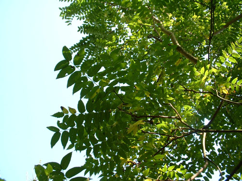 Ailanthus giraldii