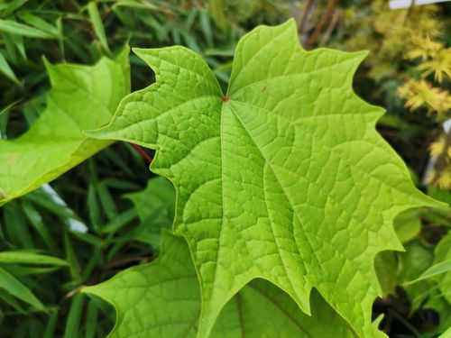 Alangium chinense Alangium chinense