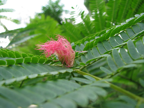 Albizia julibrissin Albizia julibrissin