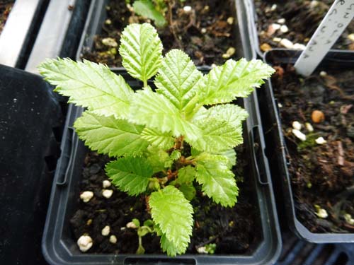 Alnus crispa