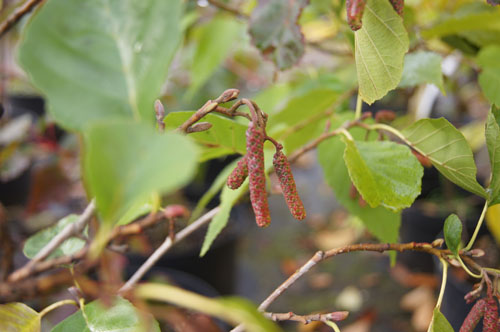 Alnus glutinosa 'Pyramidalis'