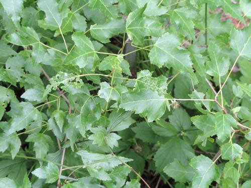 Alnus maximowiczii Alnus maximowiczii
