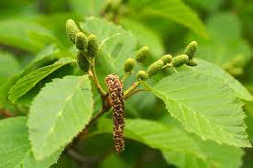 Alnus sinuata Alnus sinuata