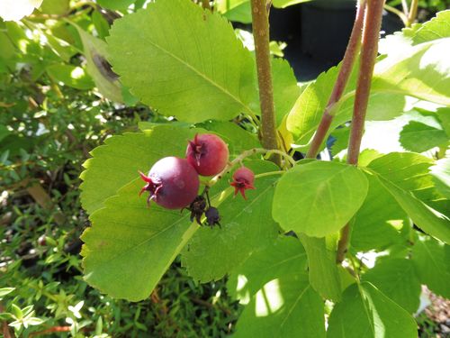 Amelanchier alnifolia 'Obelisk' Amelanchier alnifolia 'Obelisk'